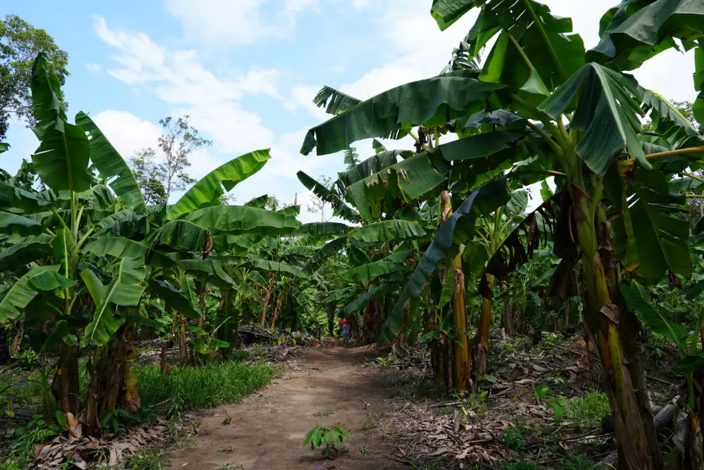 Ecosystem Restoration